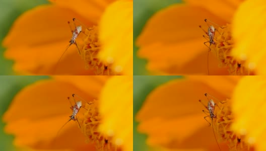 蟋蟀吃花。高清在线视频素材下载