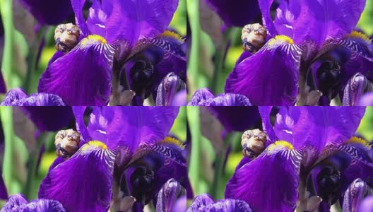 紫色蝴蝶花盛开-近距离高清在线视频素材下载