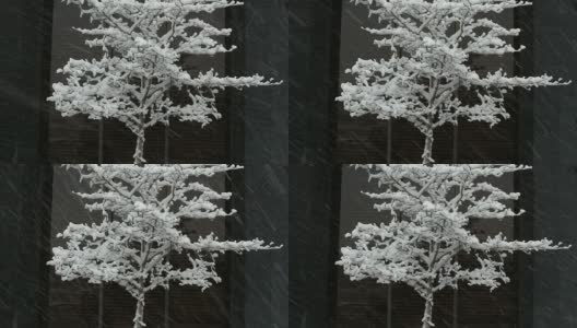 高清:简单的冬天下雪树拍摄高清在线视频素材下载