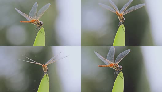 叶子上美丽的蜻蜓高清在线视频素材下载