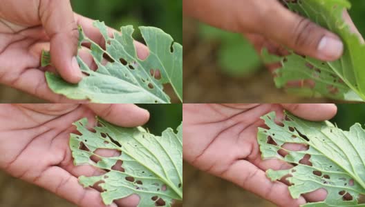 鉴定植物害虫危害。高清在线视频素材下载