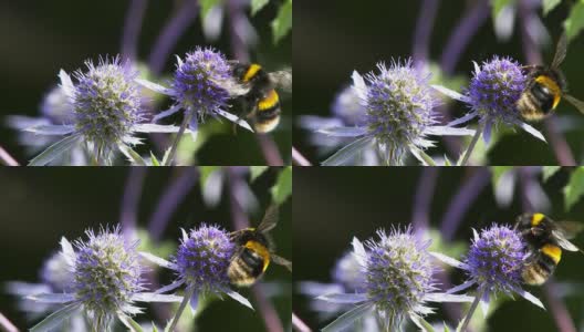 一只蜜蜂在花园里的一朵花上降落又起飞高清在线视频素材下载
