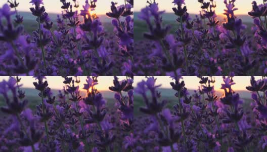 日落时，田野里盛开的薰衣草。普罗旺斯,法国。关闭了。有选择性的重点。薰衣草花春天背景与美丽的紫色颜色和散景灯高清在线视频素材下载
