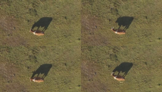 牛在牧场上吃草，在草地上投下阴影高清在线视频素材下载