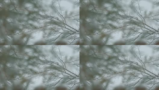一个雪天的树枝的软背景高清在线视频素材下载