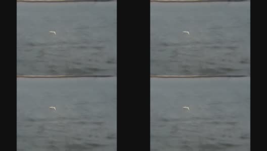 80年代海上的海鸥高清在线视频素材下载