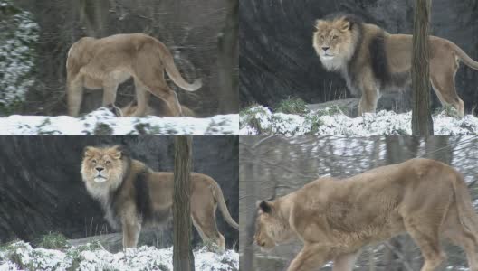 雪地上的狮子HD 4:2:2高清在线视频素材下载