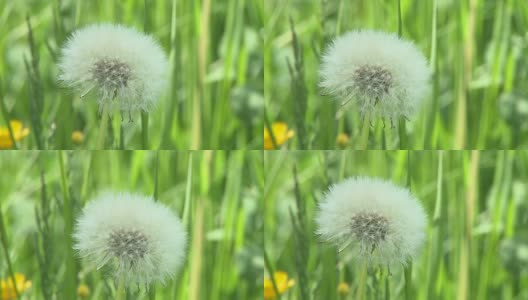 高清慢镜头:春天的花朵高清在线视频素材下载