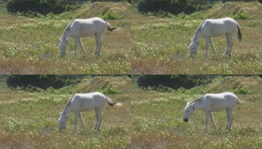 田里的驴子高清在线视频素材下载