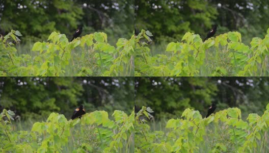 雄性红翅黑鹂在树枝上歌唱高清在线视频素材下载
