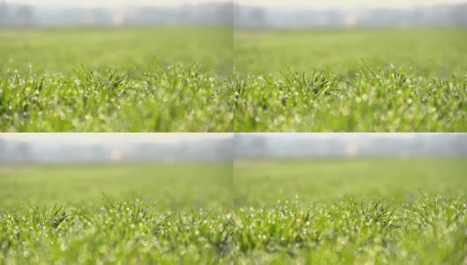 高清超级慢镜头:青草上的晨露高清在线视频素材下载