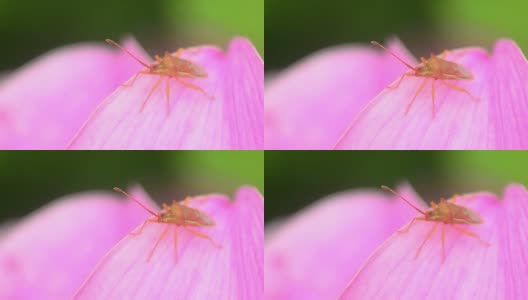 HD:近距离观察粉红色花朵上的小昆虫高清在线视频素材下载