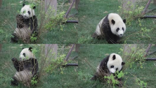 熊猫吃树叶高清在线视频素材下载