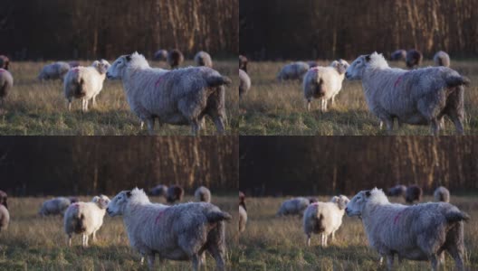 绵羊粪便在崎岖的乡村景观高清在线视频素材下载