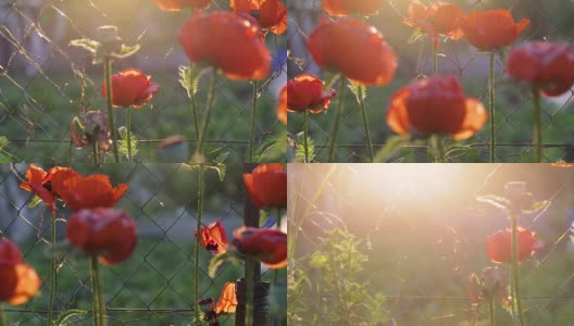 夕阳下的罂粟花。红色罂粟花在模糊的绿色草地背景。罂粟花。花香自然的春天背景。花园里种着罂粟花。高清在线视频素材下载