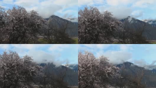 西藏林芝地区，桃花盛开。高清在线视频素材下载