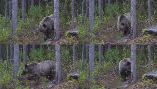 加拿大阿尔伯塔，卡那斯基斯国家，灰熊在它的自然栖息地吃浆果高清在线视频素材下载
