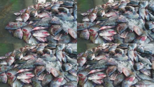罗非鱼堆与冰在鱼市场出售高清在线视频素材下载