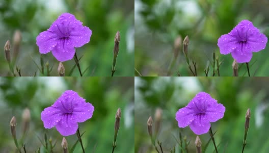 泰国雨季4K牵牛花花高清在线视频素材下载