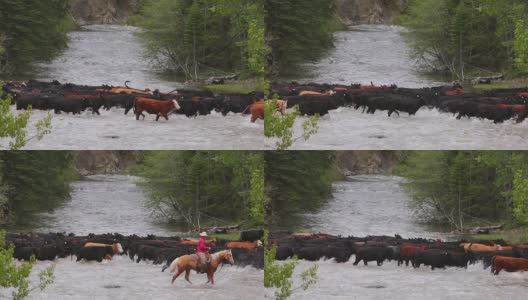 牧童在河边放牛高清在线视频素材下载