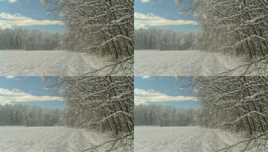 高清慢镜头:田园诗般的冬季林间空地高清在线视频素材下载