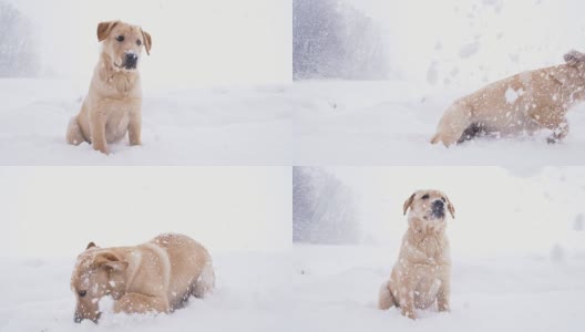 慢动作小狗在雪中玩耍高清在线视频素材下载