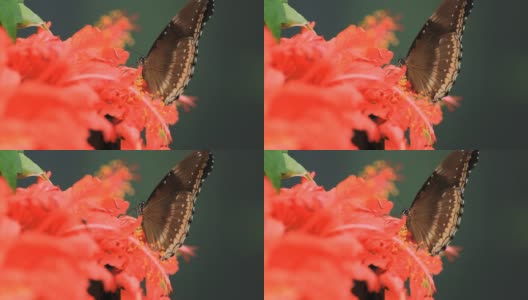 红色花朵的蝴蝶高清在线视频素材下载