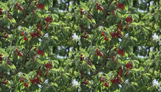 有红色果实的樱桃树高清在线视频素材下载