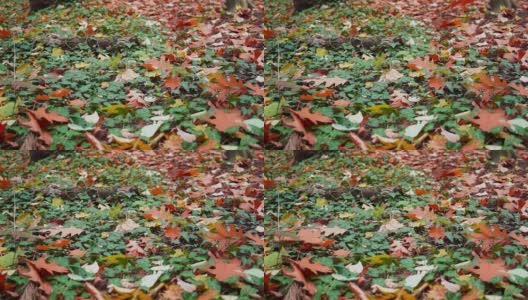 秋叶飘落在地上高清在线视频素材下载