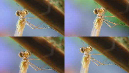 蜻蜓面对细节高清在线视频素材下载