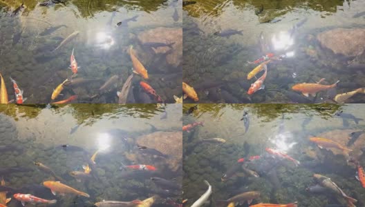 花园池中的锦鲤，强光照射30秒高清在线视频素材下载