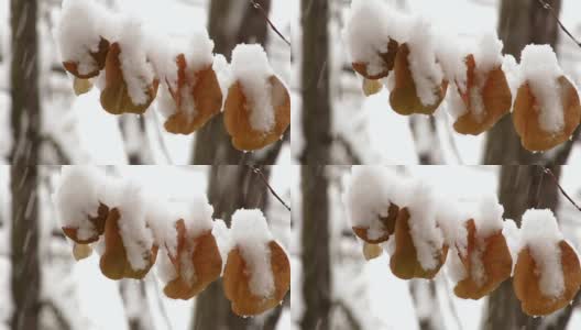 秋天的第一场雪高清在线视频素材下载