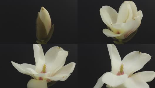 magnolia bud高清在线视频素材下载