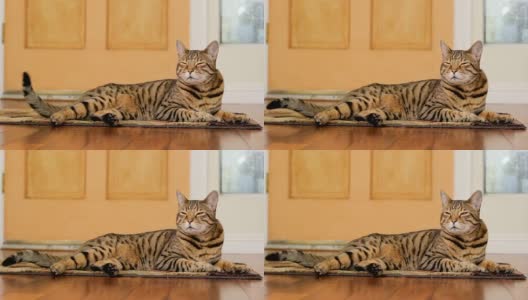 放松的猫Cinemagraph(动态照片)高清在线视频素材下载