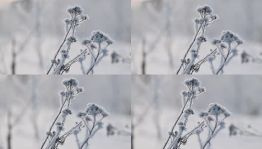 在模糊的背景上干燥的植物头上的霜晶体高清在线视频素材下载