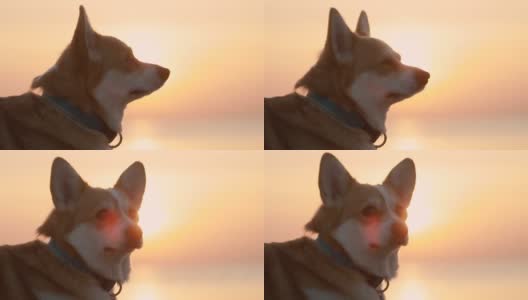 可爱的柯基狗坐在沙滩上的特写镜头，在秋天的傍晚，金色的日落高清在线视频素材下载