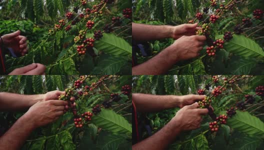 检查咖啡浆果的手高清在线视频素材下载