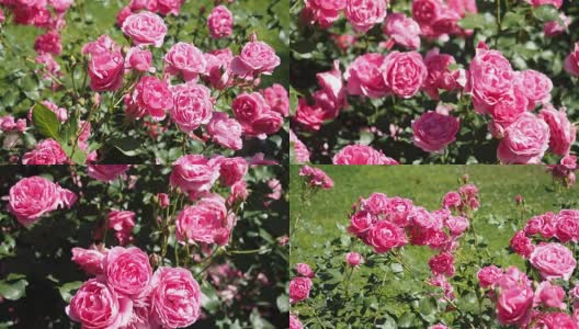 粉红色的玫瑰花在花园里高清在线视频素材下载