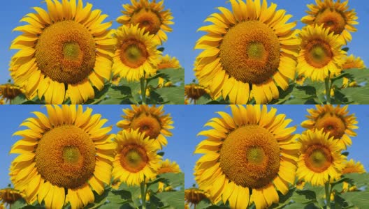 黄色的向日葵头，花粉上有蜜蜂高清在线视频素材下载