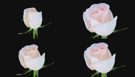 粉色玫瑰;时间流逝高清在线视频素材下载