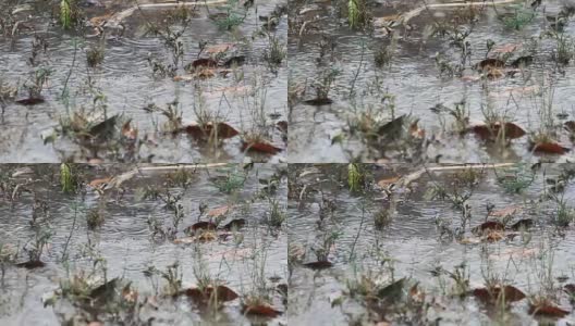 在雨季，雨落在地板上高清在线视频素材下载