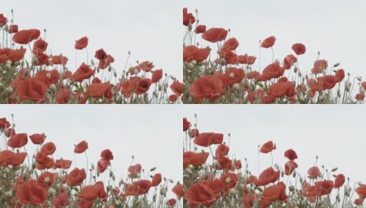 红色罂粟花在野生自然蓝色的天空背景，特写。美丽的野花在阳光下盛开在绿色的田野上。风摇曳的罂粟花。阵亡将士纪念日概念，自然之美，慢动作，选择性聚焦高清在线视频素材下载