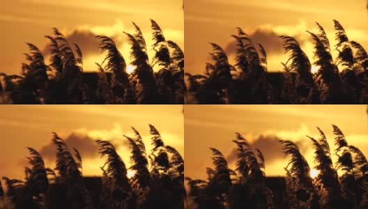 日落，前景是芦苇高清在线视频素材下载
