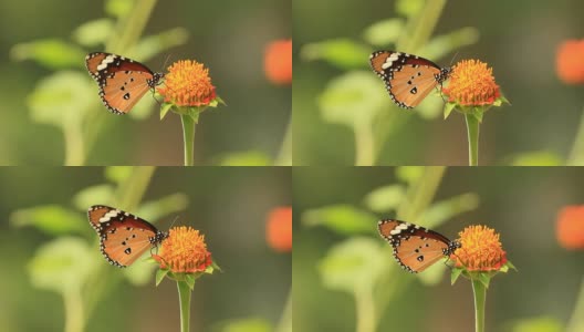 以橘花为食的帝王蝶高清在线视频素材下载