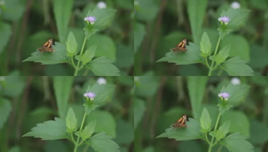 蝴蝶和紫花高清在线视频素材下载
