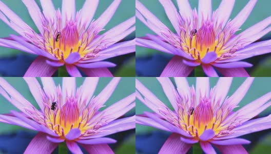 蜜蜂在lotus高清在线视频素材下载