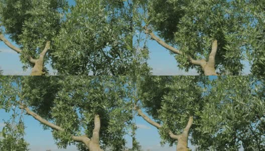 在刮风的日子里，绿色的橄榄树伸出了树枝高清在线视频素材下载