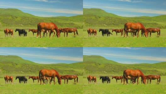 牧场上的一群纯种马高清在线视频素材下载