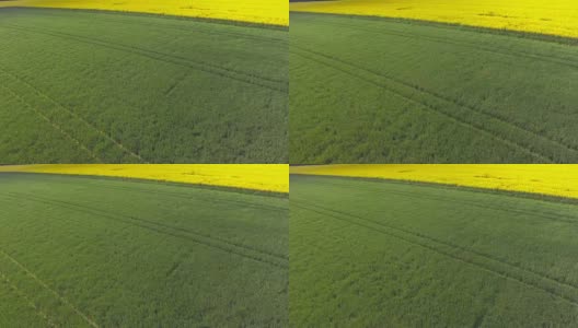春季大麦油菜籽飞地(4K/超高清到高清)高清在线视频素材下载