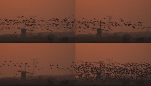 一群大雁在傍晚的阳光下飞过荷兰的风车(特写镜头)高清在线视频素材下载